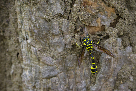 树上的波特黄蜂 Phimenes flavopictus 图像。昆虫。阿尼姆