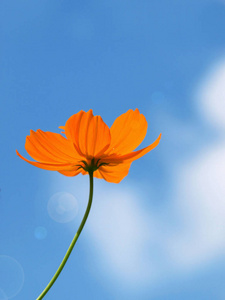 在黑土和美丽的天空上种植绿色植物在天空上的椰子棕榈树春天的花朵