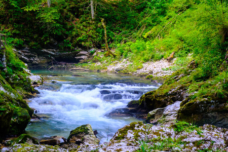 在 Soteska vintgar，斯洛文尼亚 Vintgar 峡谷或 Ble 瀑布