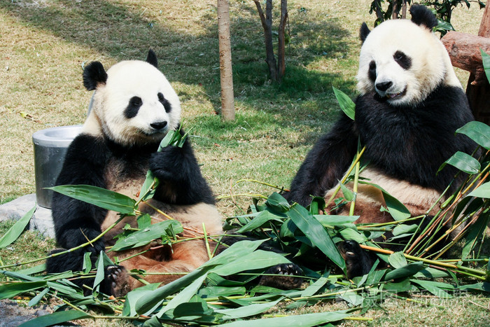 国宝熊猫作文优秀作文_国宝大熊猫的满分作文_国宝级熊猫作文