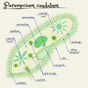 草履虫 saudatum 的结构