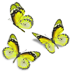 三只黄色的蝴蝶
