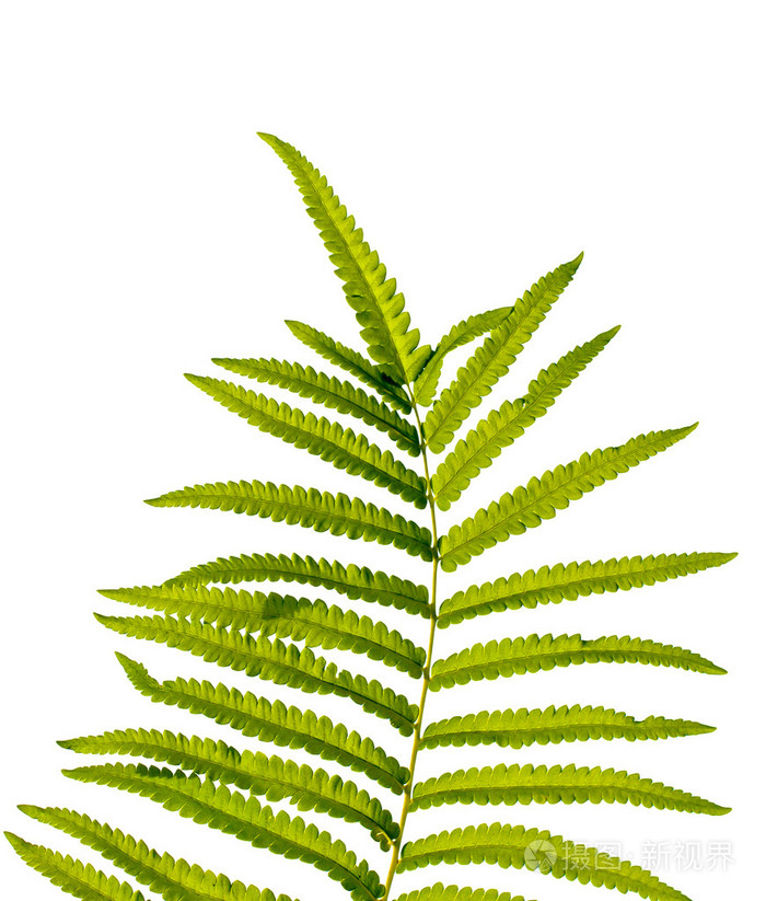 纹理的蕨叶在白色背景上分离