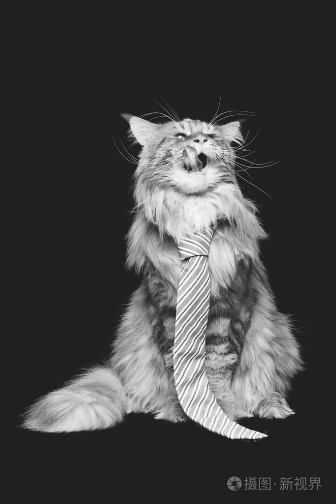 与男人领带的美丽缅因库恩猫