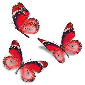 三个红色的蝴蝶