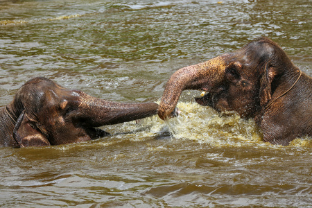 在动物园里,两只小象在水里互相玩耍照片