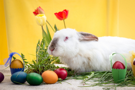 复活节兔子 复活节彩蛋和郁金香