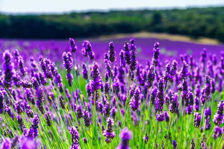 普罗旺斯的薰衣草美丽的紫罗兰色的田野