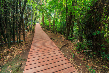 在森林里的走道图片
