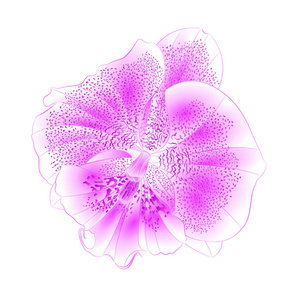 兰花蝴蝶兰紫色白朵美丽的花特写孤立复古矢量图可编辑