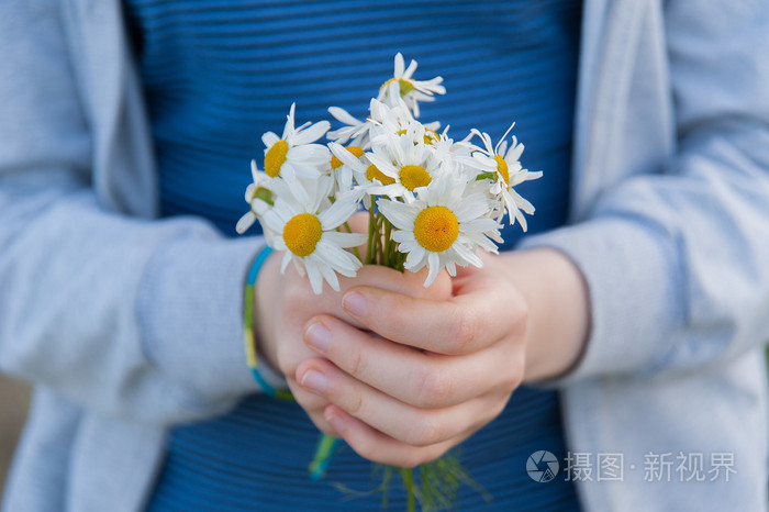 洋甘菊在手中