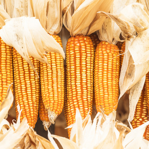 玉米棒上的玉米图片