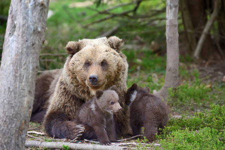 棕色的熊和小熊
