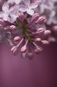紫丁香，淡紫色的花，嫩芽顶着粉红色的背