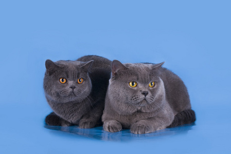 在蓝色的背景,孤立的英国蓝猫.照片