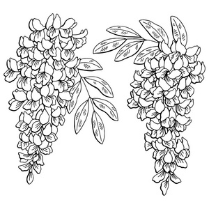 金合欢花图形黑色白色孤立的素描图矢量照片