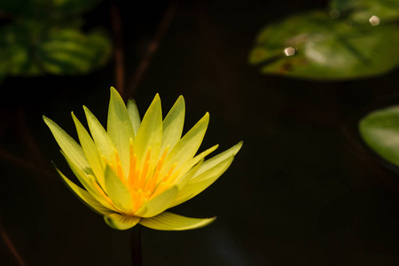 黄睡莲或莲花朵鲜花，盛开在池塘上