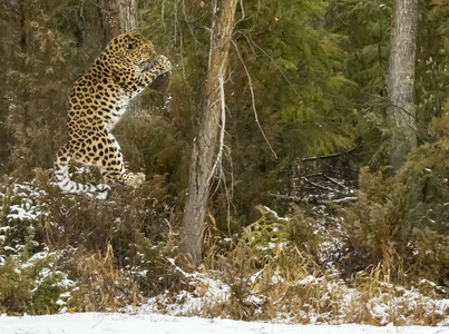 阿穆尔豹在白雪皑皑的环境