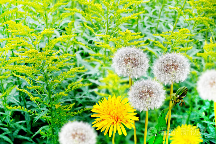 夏日风景 花照片 正版商用图片0dki4h 摄图新视界