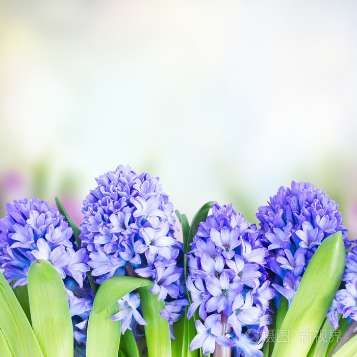 蓝色风信子花
