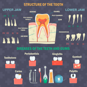 牙齿结构。人类牙齿的类型。牙齿疾病和卫生用品。牙科 infgraphics 集