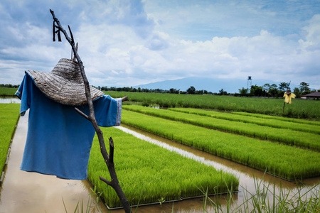 稻草人和茂盛碧绿的稻田与蓝蓝的天空,在背景中照片