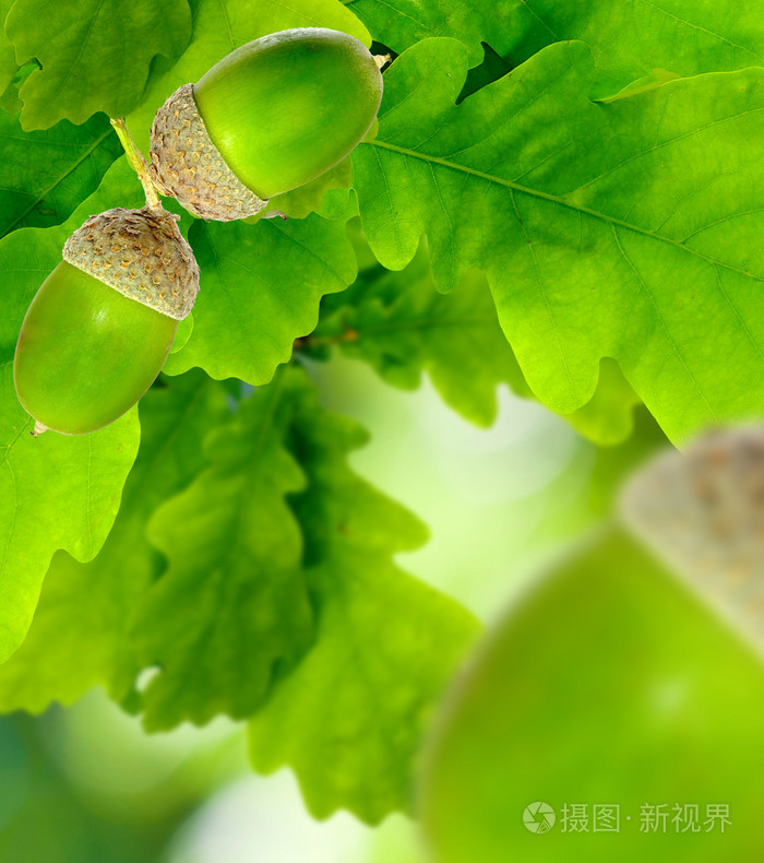 橡树叶与橡子的形象
