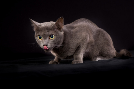 纯种的呵叻猫图片