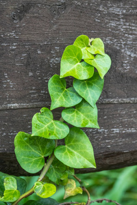 藤本植物在木板，园林装饰上