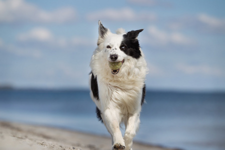 在户外的边境牧羊犬