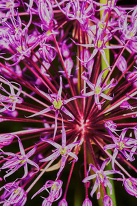 紫葱属球根花卉图片
