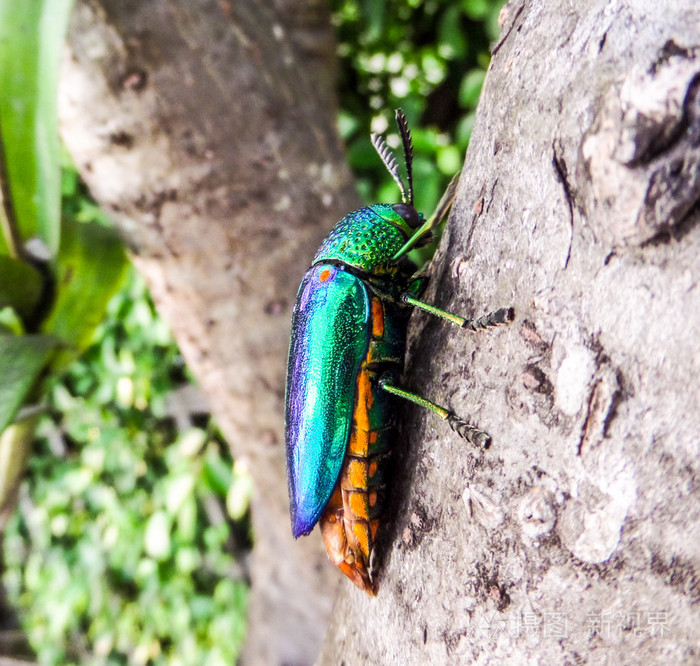 树上的宝石甲虫