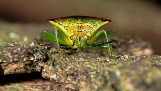 在树皮上山楂 shieldbug Acanthosoma haemorrhoidale 的头