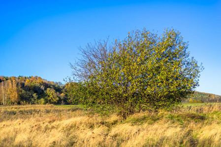 孤独的树，在蓝蓝的天空自然背景场的秋景