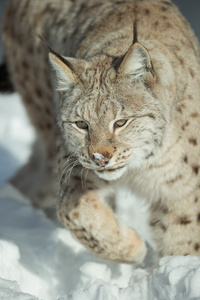 在雪中的欧亚猞猁