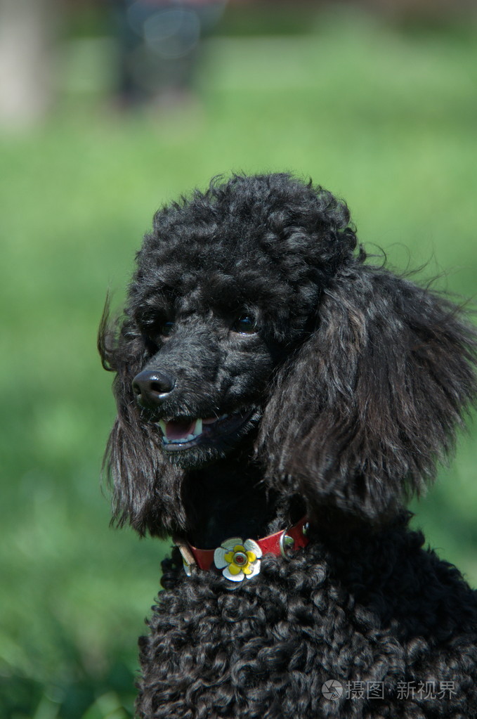 黑狮子狗特写