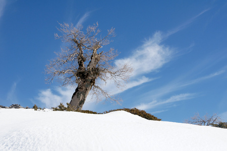 尼弗斯山脉的上部区域, 那里有著名的瘿橡树树