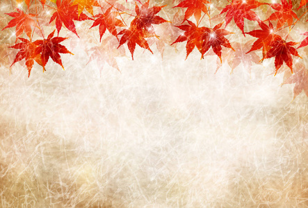 秋天的树叶枫树叶背景