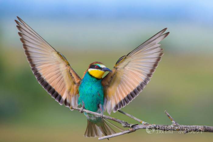 欧洲的食蜂鸟与伸展的翅膀