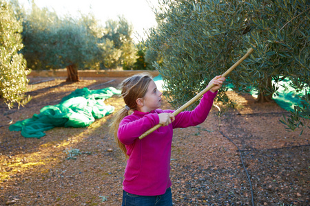 采摘的橄榄收获农民孩子女孩图片