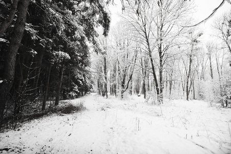 冬季森林与雪