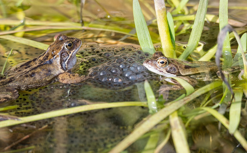 普通的蛙 (林蛙),也被称为欧洲共同青蛙在繁殖季节期间春天,头在树蛙