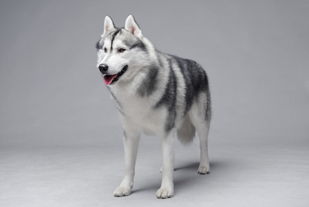 西伯利亚哈士奇猎犬照片