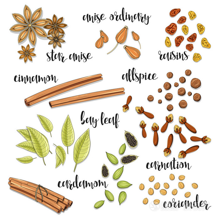 香料草绘中的一套.茴香,豆蔻,肉桂,五香粉