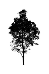 孤立在白色背景上的树的剪影