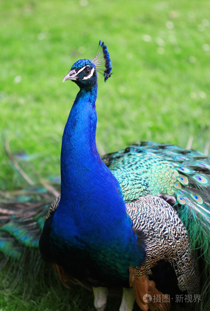 用开放的尾巴孔雀开屏