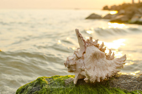 大贝壳在海边的背景图片