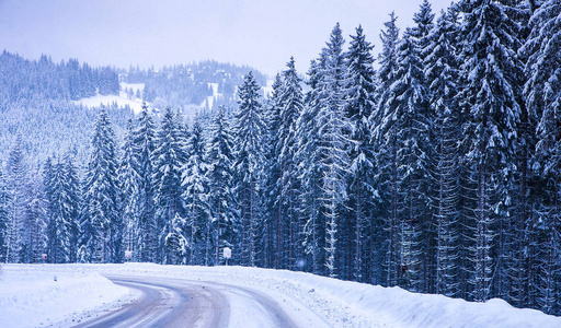 圣诞冬季景观 云杉和松树树覆盖在雪里