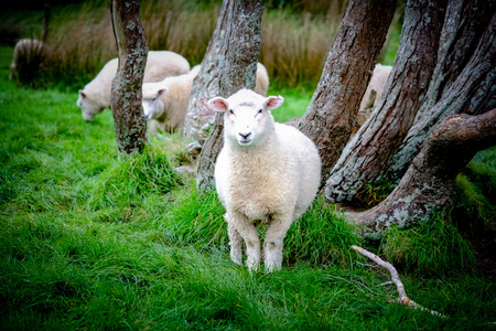 在新西兰南岛的某个地方草原上的羊