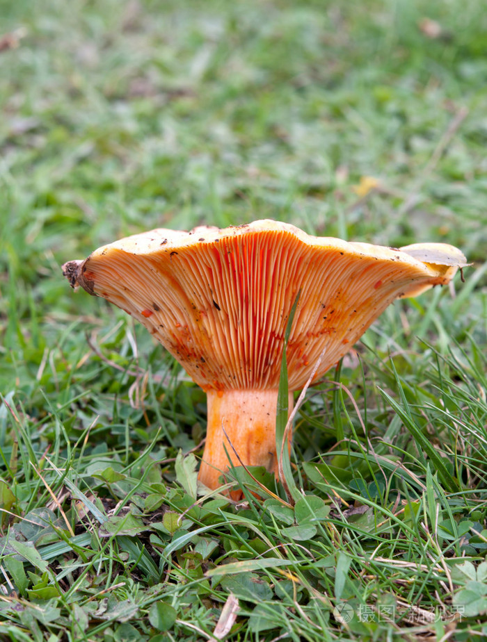 可食用的蘑菇